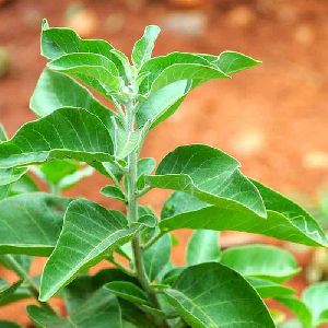 Ashwagandha Plants