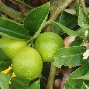 Kagzi Lemon Plants