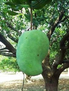 Noor Jahan Mango Plants