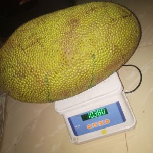 Green Jackfruit