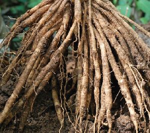 Wet Shatavari Roots
