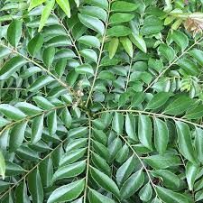 Curry Leaves