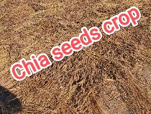 Crop Chia Seeds