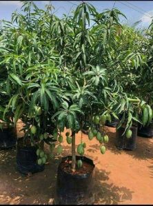 Sapota Plant
