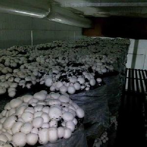 Mushroom Growing Chambers