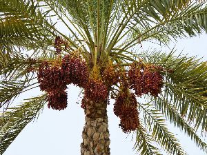 Date Palm Plants