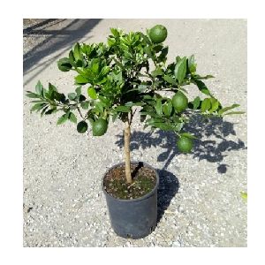 Mosambi Plants