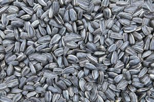 Dried Sunflower Seed