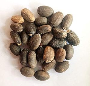 Jatropha Seeds