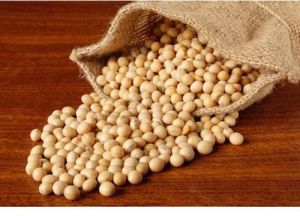 Soybeans Seeds