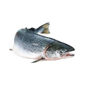 Atlantic Salmon Fish