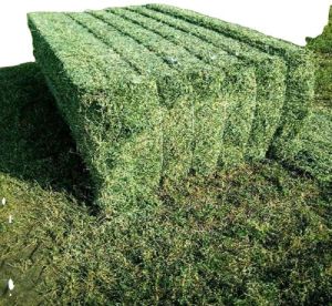 Animal feed / Alfalfa Hay