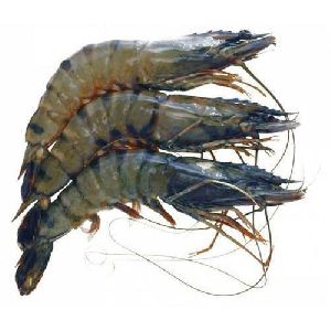 Frozen Black Tiger Shrimp