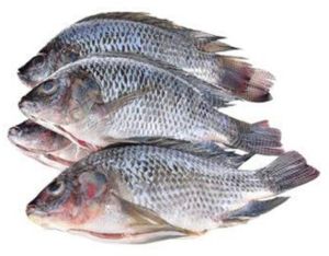 Frozen Whole Round Tilapia Fish