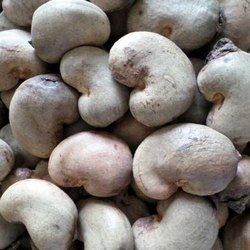 Raw In Shell Cashew Nuts, W210, W240, W320