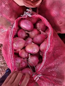 Nashik Onion