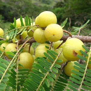 Amla Plants