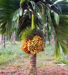 Betel Nut Plants