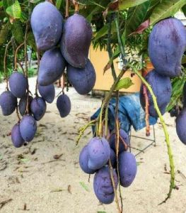 Black Mango Plants