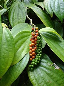 Black Pepper Plants