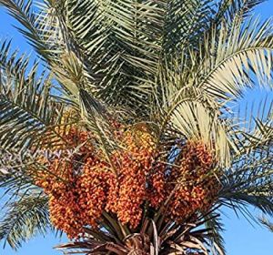 Date Palm Plants