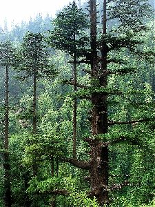 Devadaru Plants