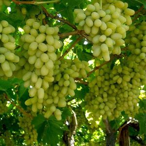 Green Grape Plants