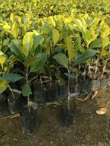 Jackfruit Plants