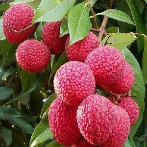 Litchi Plants