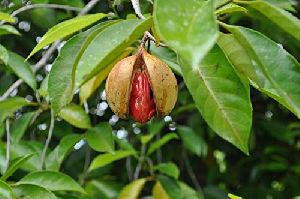 Nutmeg Plants