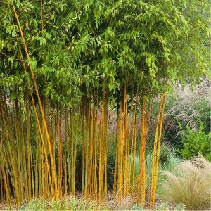 Phyllostachys Bamboo Plants