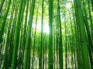 Sikkimensis Bamboo Plants