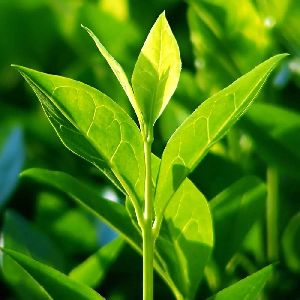 tea plants