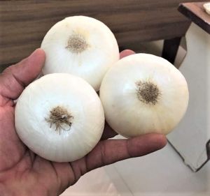 White Onion