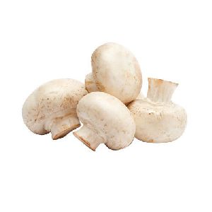 organic mushroom