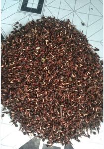 Agarwood Seeds