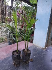 Areca Palm Plant