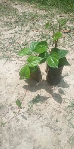 betel plant