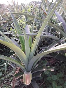 Pineapple Plant