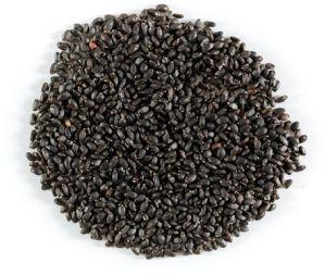 Basil Seeds