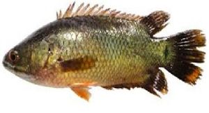 Vietnam Koi Fish