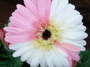 Gerbera Flower