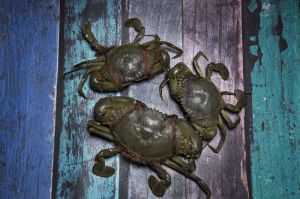 Mud Crab