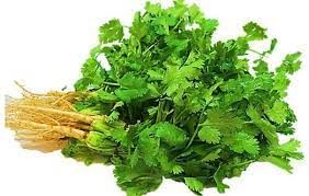 Fresh Coriander Leaves