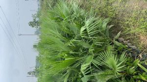 Washingtonia Palm