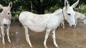 Katwadi Donkey