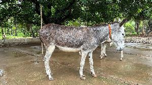 Rajasthan Donkey