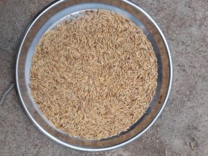 Paddy Seeds