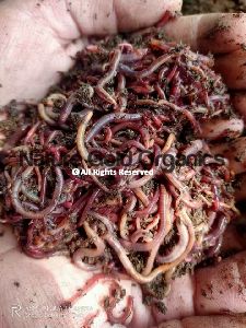 eisenia fetida earthworm