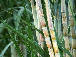 sugar cane harvester